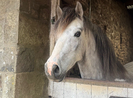 Quality Welsh section C gelding