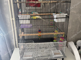 4 budgies for sale in Peterborough
