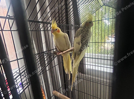 2 cockatiels