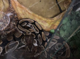 Ball python