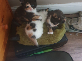 3 female kittens