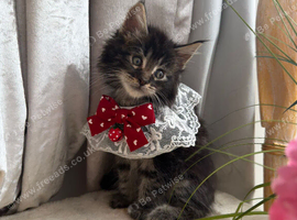 Main coon kittens ready for new home!