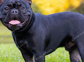 Wanted Male French bulldog