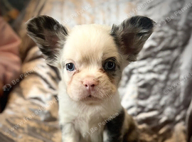 Fluffy French bulldog
