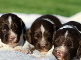 English Springer Spaniel Puppies
