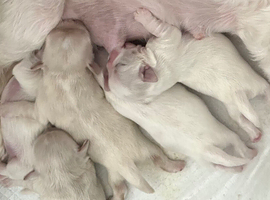 Five Beautiful White Imperial / Tea- Cup Shih Tzu&rsquo;s