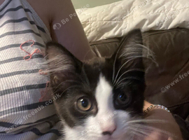 Ragdoll cross