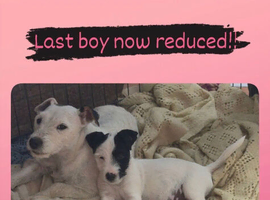 Sealyham terrier x jack Russell pup