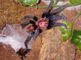 Tiger rump tarantula