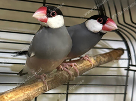 Pair Java finch sparrow