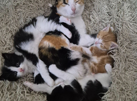 3 male kittens