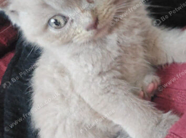 1 very chunky lilac female british short-hair