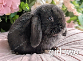 Mini lops