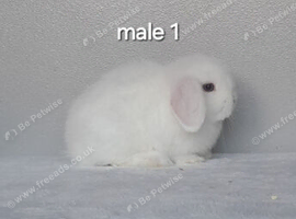 Purebred mini lop rabbits ready now