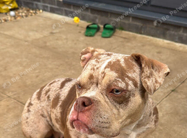 Micro Bully