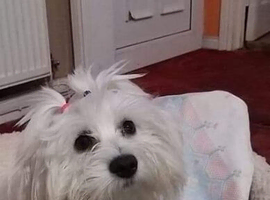 maltese