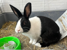 Dutch rabbit