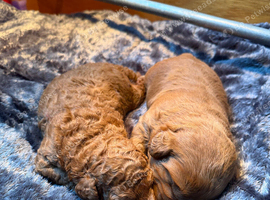 Stunning f1b red labradoodles