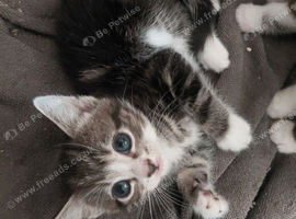 Home raised kittens very frienly