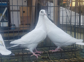 White Baby Racer pigeons for sale
