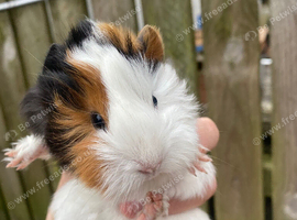 Guineapigs