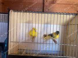Breeding pair of Yorkshire canary&rsquo;s