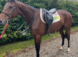 17.1 bay gelding