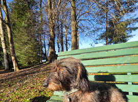 Wire Haired Standard Dachshund