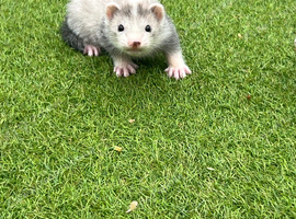 Male ready on Monday