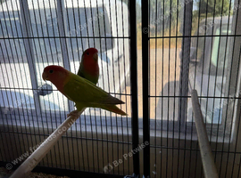 Lovely pair of peach face lovebirds