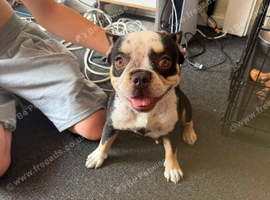 10 month old  female French bull dog
