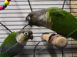 Proven breeding pair