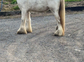 Flashy red roan Blagdon mare