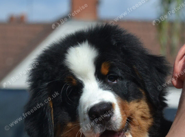 KC registered berneese boy PET HOMES ONLY