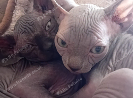 Beutiful Sphynx Kittens