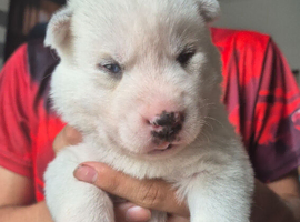 Siberian husky puppies