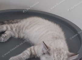 PERSIAN CHINCHILLA X BRITISH BLUE