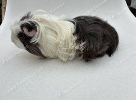 Coronet baby boar