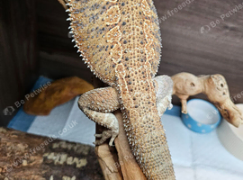 Rango