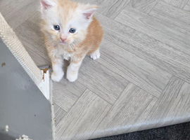 PEDIGREE MAINE COON KITTENS