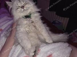 Kitten for sale