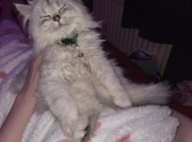 Kitten for sale