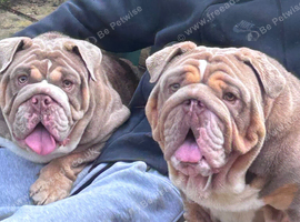 Beautiful English Bulldogs &ndash; Must Stay Together