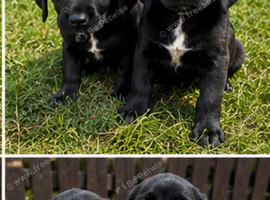 Springador Puppies