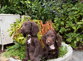 Cocker spaniel puppy's