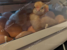 Buff Orpington chicks, 1 week old