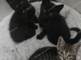 4 kittens for sale neath