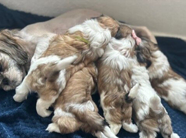 Adorable Shih Tzu Puppies &ndash; 3 Girls & 2 Boys Looking for Loving Homes