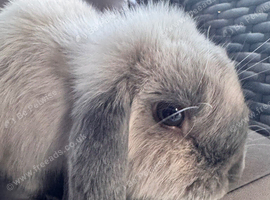 Male lop eared rabbit