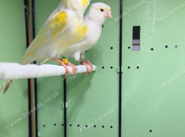 Yellow mosaic pairs